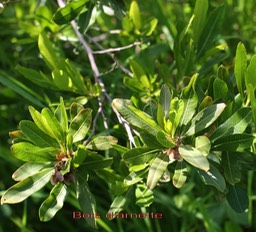 Bois d'arnette