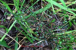 Bois de buis- Fernelia buxifolia- Rubiacée - Masc