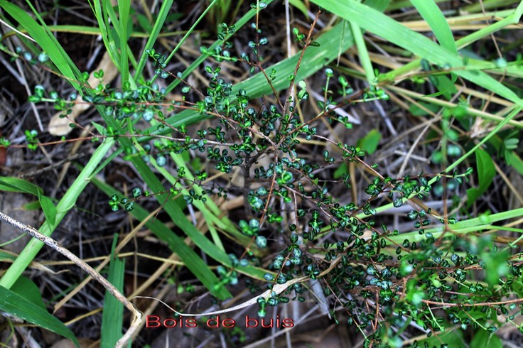 Bois de buis- Fernelia buxifolia- Rubiacée - Masc