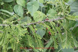 Bois de demoiselle avec fruits