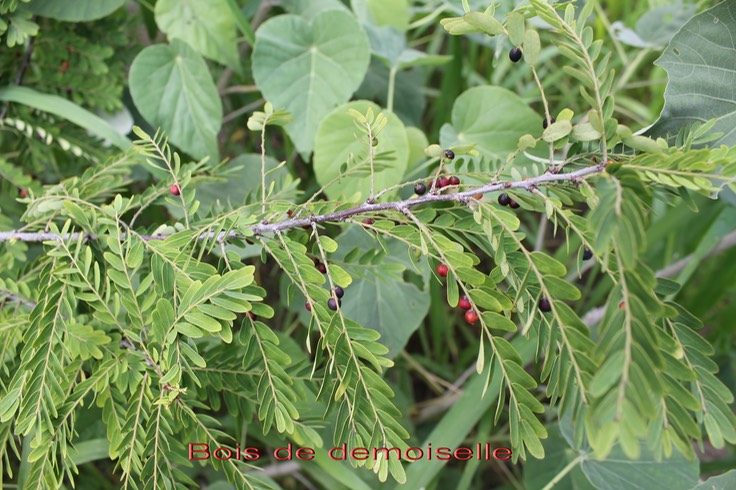Bois de demoiselle avec fruits