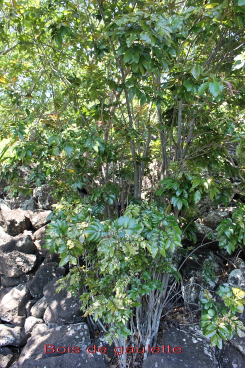 Bois de gaulette - Doratoxylon apetalum var apetalum- Sapindacée - Masc,Mada