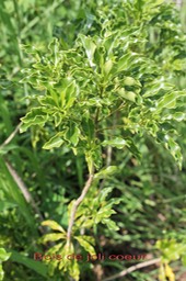 Bois de joli coeur - Pittosporum senacia- Pittosporacée - I