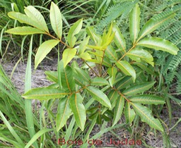 Bois de Judas- Cossinia pinnata- Sapindacée- BM
