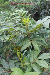Bois de Judas