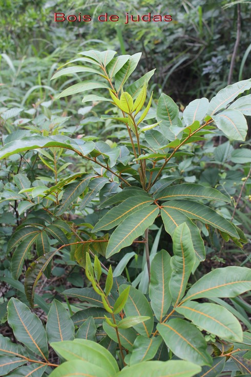 Bois de Judas