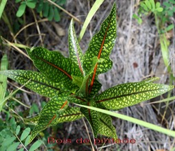 Bois de pintade- Cotosperma( ex Tarrena) borbonica- Rubiacée - BM
