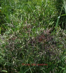 Bois de sable