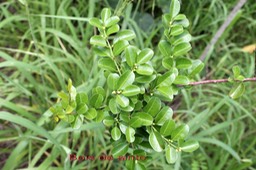 Bois de sinte - Scutia myrtina- Rhamnacée - I
