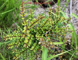 Bois de sinte- Scutia myrtina