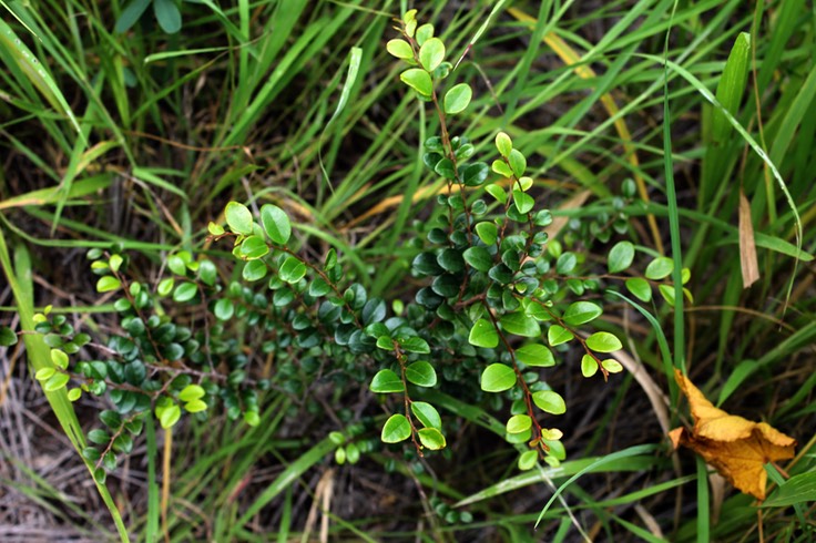 Bois d'huile ou Bois des dames- Erythroxylon hypericifolium- Erythroxylacée - BM