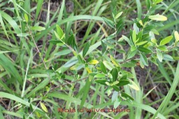 Bois d'olive blanc- Olea lancea- Oléacée - I
