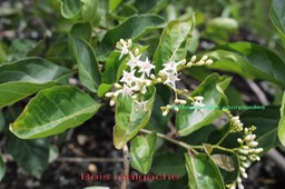 Bois malgache-3