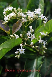 Bois malgache-4