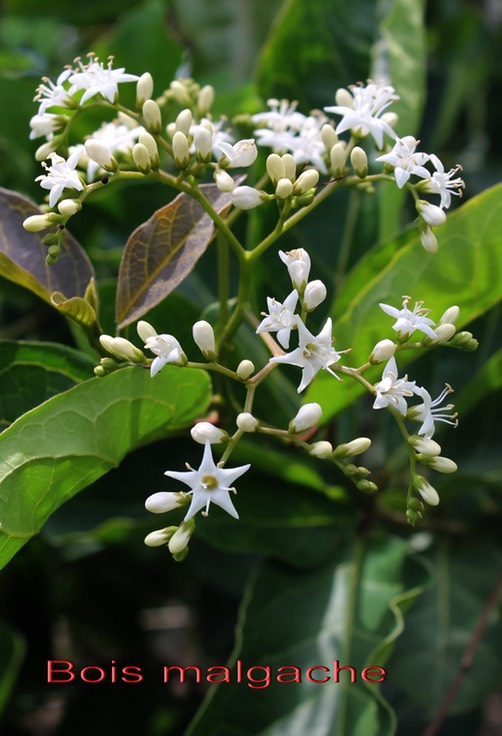 Bois malgache-4