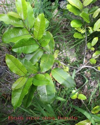 Bois noir des hauts- Diospyros borbonica- Ebénacée -B