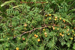 Breynia retusa