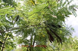 Cassi- Leucaena leucocephala - Fabacée - exo