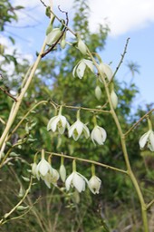 Choca vert- les fleurs