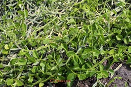 Cissus quadrangularis- Vittacée - exo