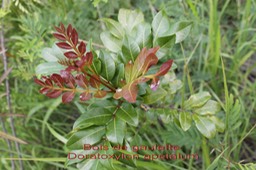 Doratoxylon apetalum