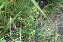 Erythroxylum hypericifolium Lam. - Bois d'huile - Erythroxylaceae - Endémique Réunion, Maurice