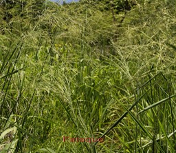 Fataque- Panicum maximum - Poacée - exo