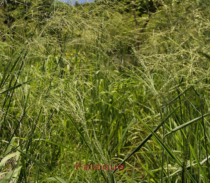 Fataque- Panicum maximum - Poacée - exo
