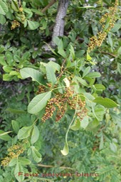 Faux poivrier blanc- Rhus longipes- Anacardiacée - exo