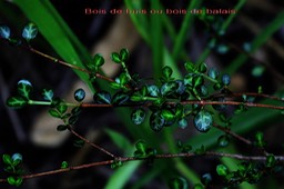 Fernelia buxifolia