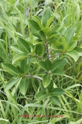 Ficus rubra- Moracée - I