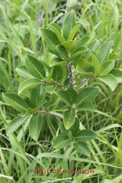 Ficus rubra- Moracée - I