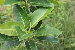 Ficus rubra-Affouche rouge