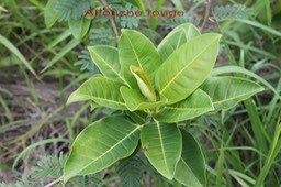 Ficus rubra