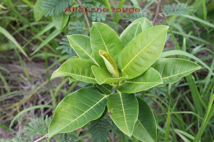 Ficus rubra