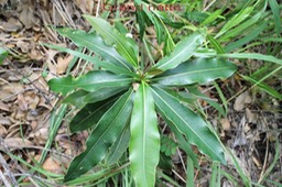Grand natte- Mimusops balata - Sapotacée - B