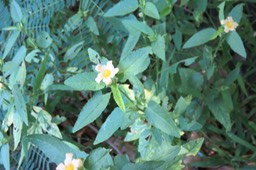 Herbe dure (3espèces)