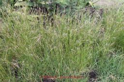 Herbe polisson-   - Poacée- I