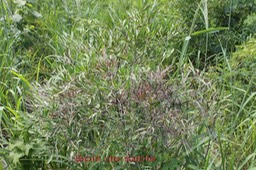 Indigifera ammoxylum