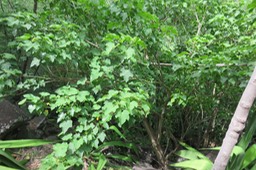Jatropha curcas - Pion d'Inde - Euphorbiaceae  - Brésil !