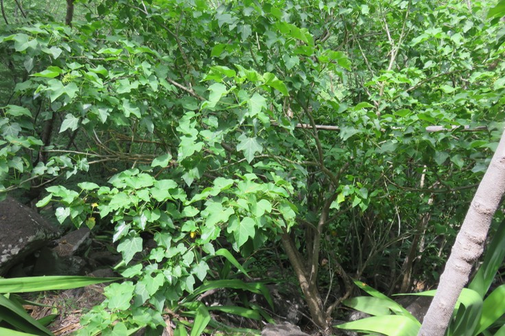 Jatropha curcas - Pion d'Inde - Euphorbiaceae  - Brésil !