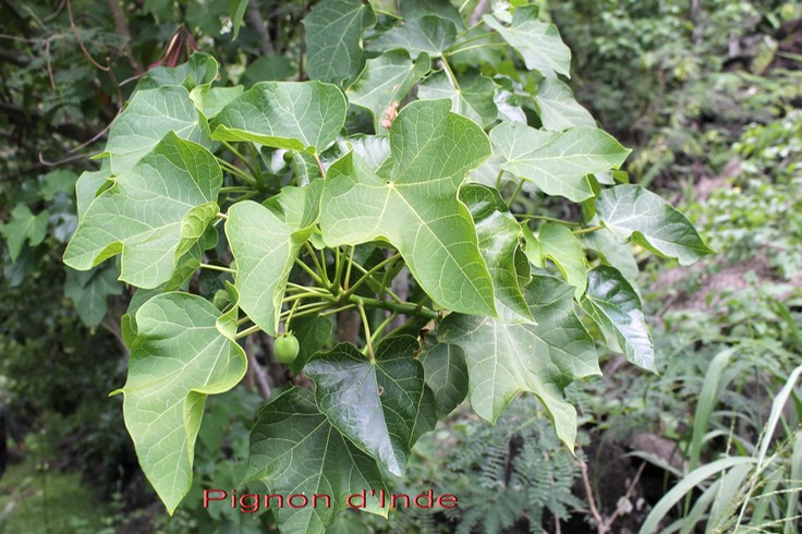 Jatropha curcas