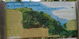 La Grande Chaloupe- Le reboisement