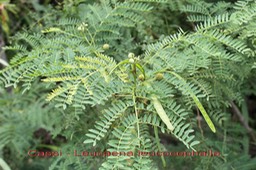 Leucaena leucocephalla - Fabacée - exo