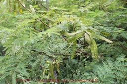 Leucaena