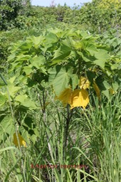 Mahot tantan- Dombeya acutangula var acutangula -Malvacée-