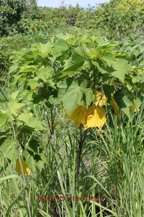 Mahot tantan- Dombeya acutangula var acutangula -Malvacée-
