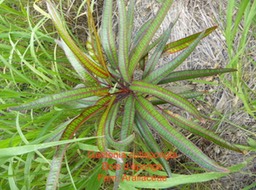 P1010748