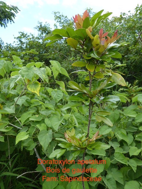 P1010752