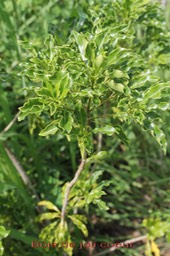 Pittosporum senacia - Pittosporacée - Masc